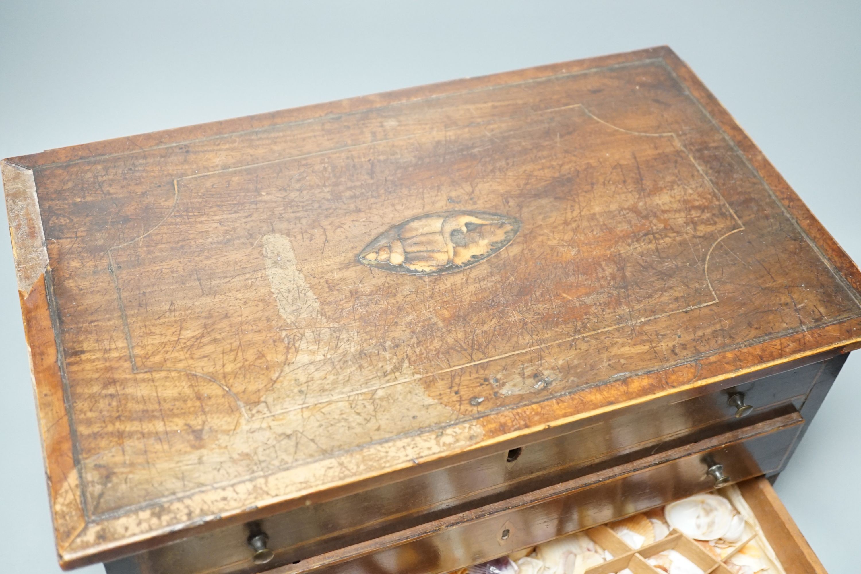 A George III mahogany collector’s cabinet of sea shells, in compartmentalised drawers. Width - 41cm